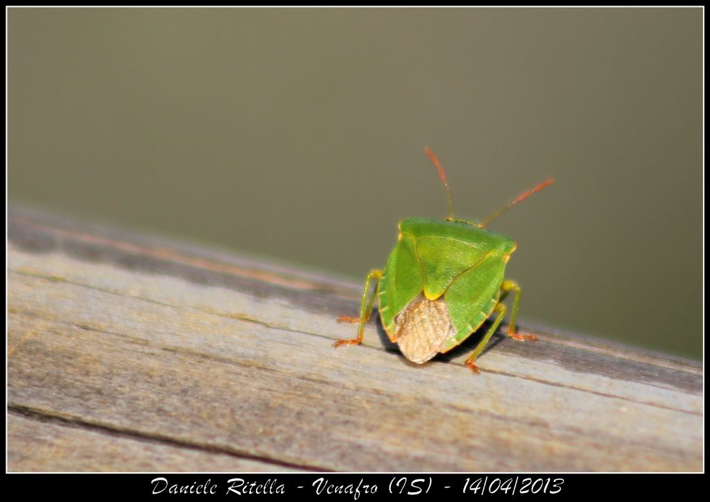 Pentatomidae: Palomena prasina del Molise (IS)